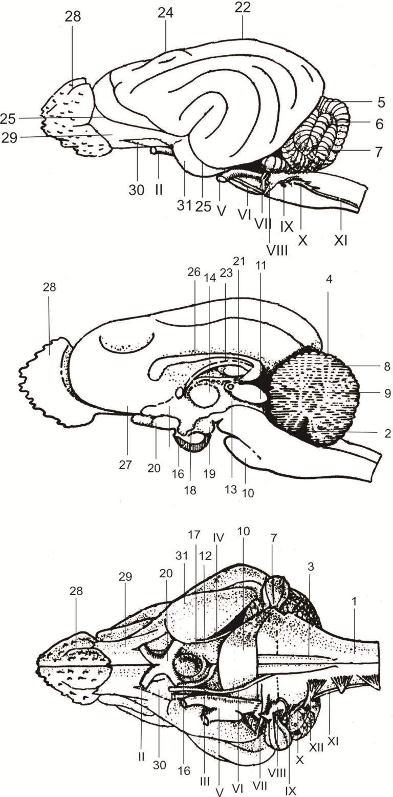 GKL Box Ceiling Installation Scheme
