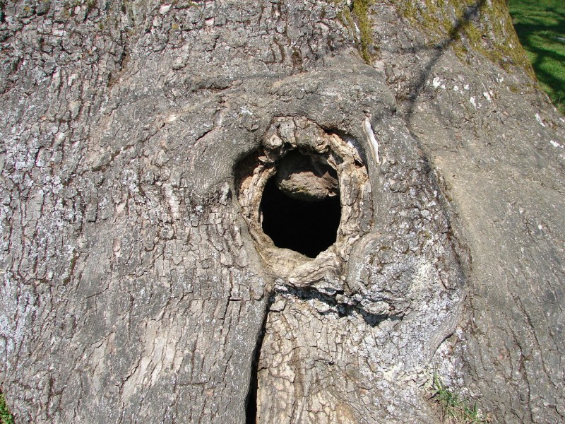 INICED INOVAL IS MUST