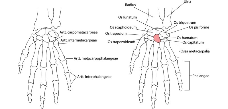 Artt. Metacarpophalangeae