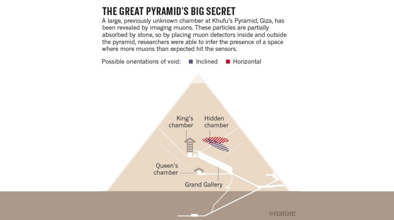Rabbit brain view from below and side