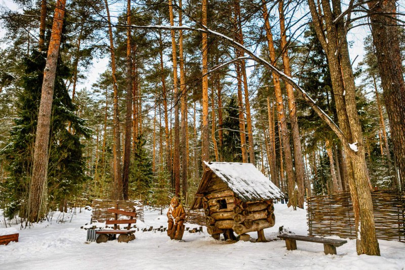 Ust pitching pine forest