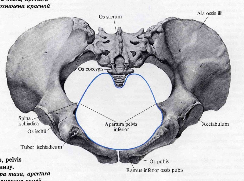 The upper aperture of the small pelvis