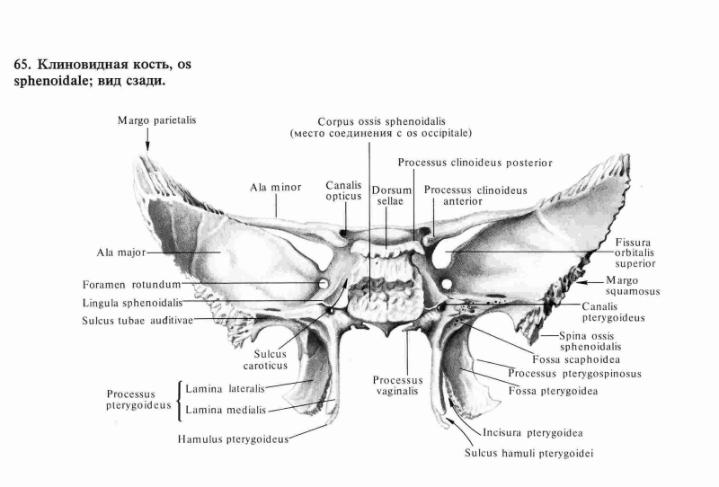 Clead bone of the skull anatomy