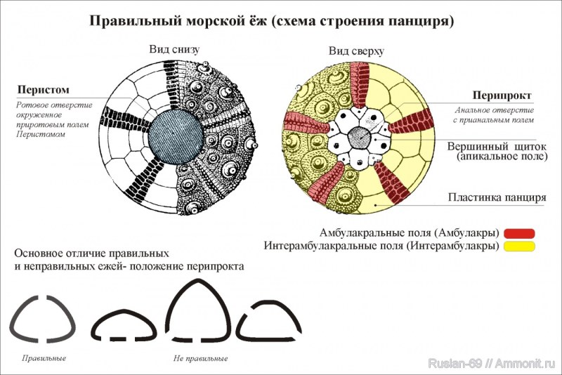 The guide of the rear caliper with an elastic band above or below