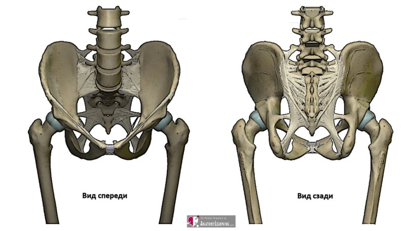 Pelvic bones structure anatomy