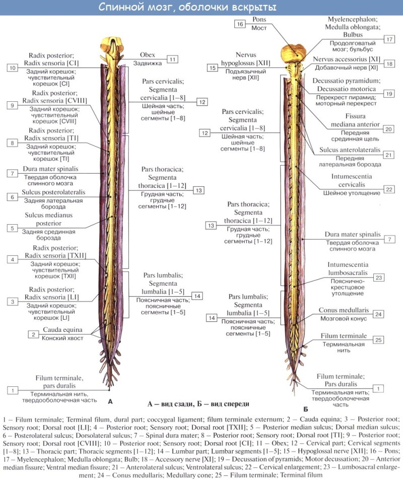 External structure of the spinal cord scheme