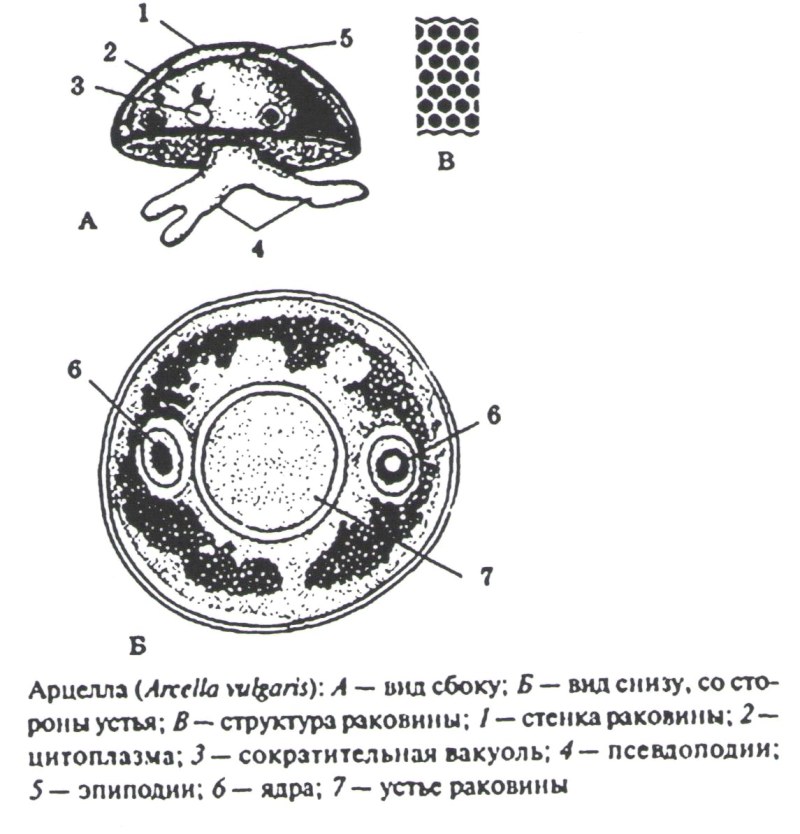 The inscription toilet