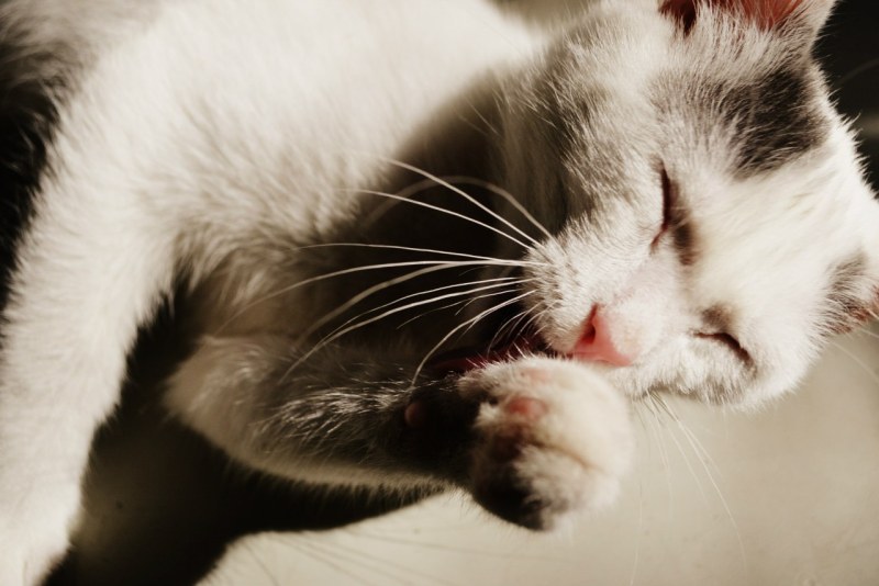 Silhouettes of the female and male body