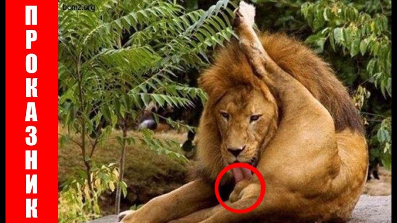 Omorashi Reinbou Dash