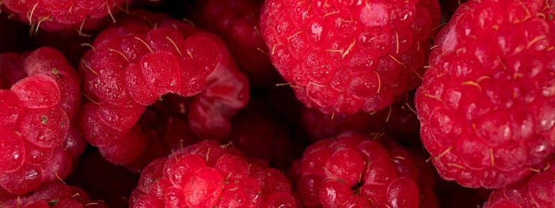 Raspberry drawing watercolor