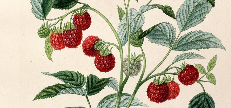 Photoset with raspberries