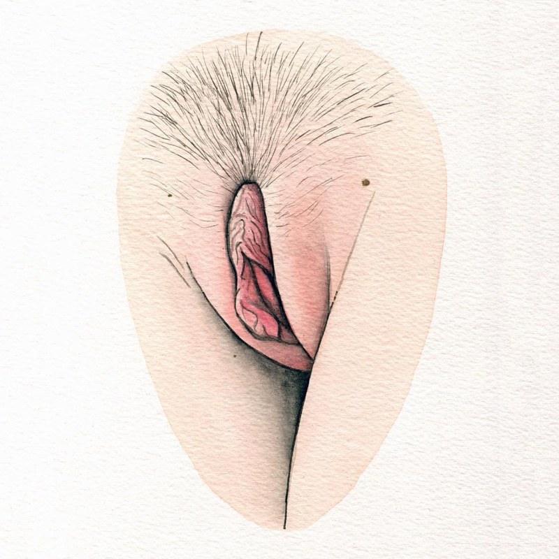 Drawing female genitals