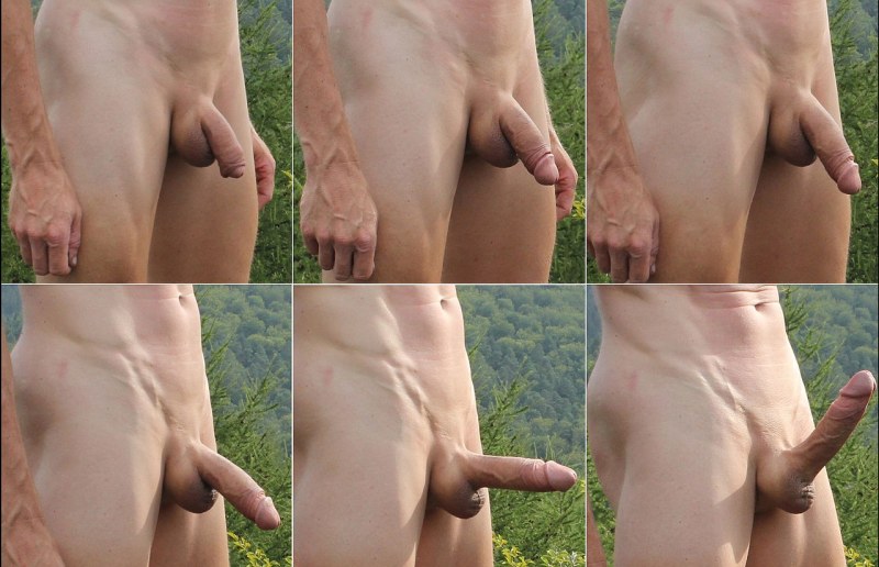 The erection of the genitals