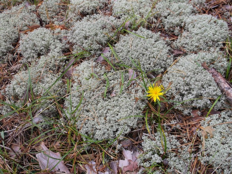 Casmalin tape boron Altai Territory
