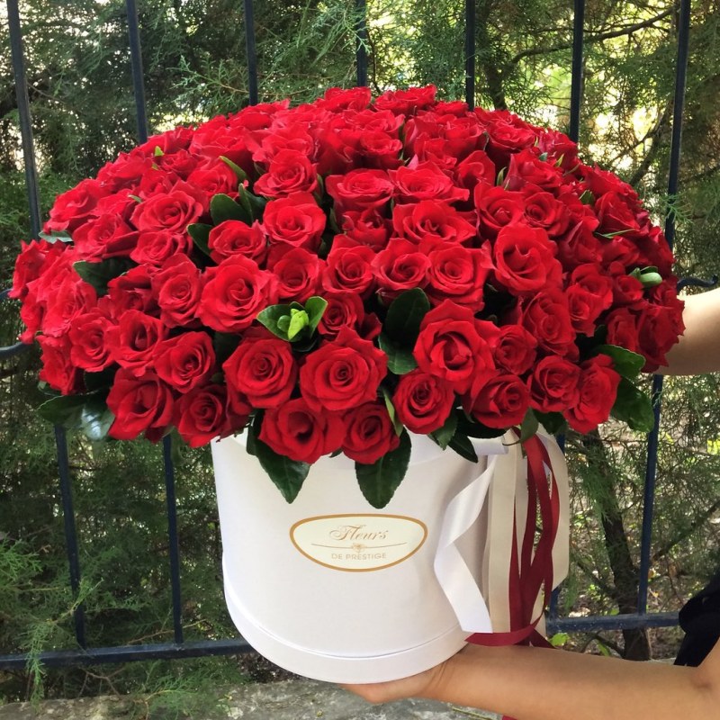 Dacaco klio plus saz