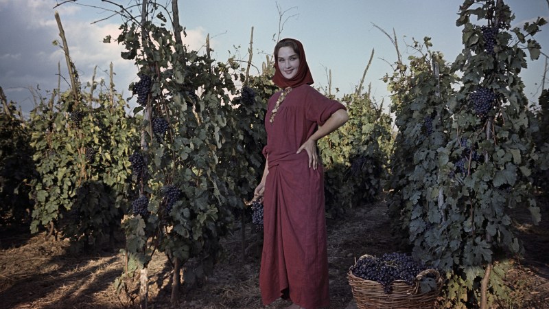 Gwen tennison little r34