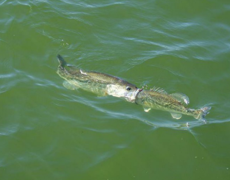 Fishing women in swimsuits
