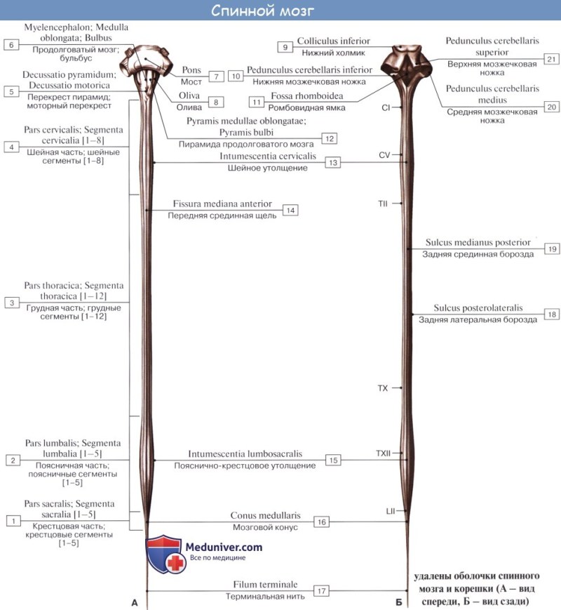 George Stubbs Anatomy of the Horse