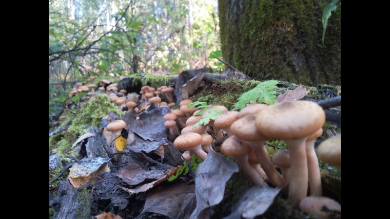 The girl undresses in the forest