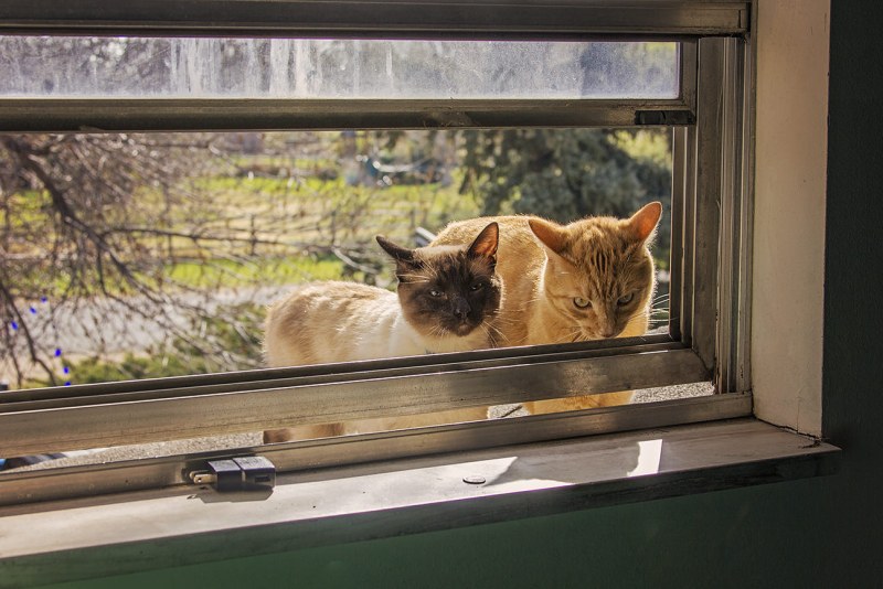 The window is opposite Hitchcock