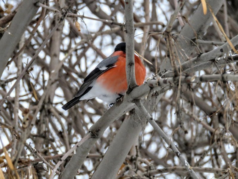 Yellow -breasted bullfinch