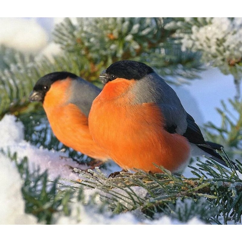 Actress Snigir Julia fuck