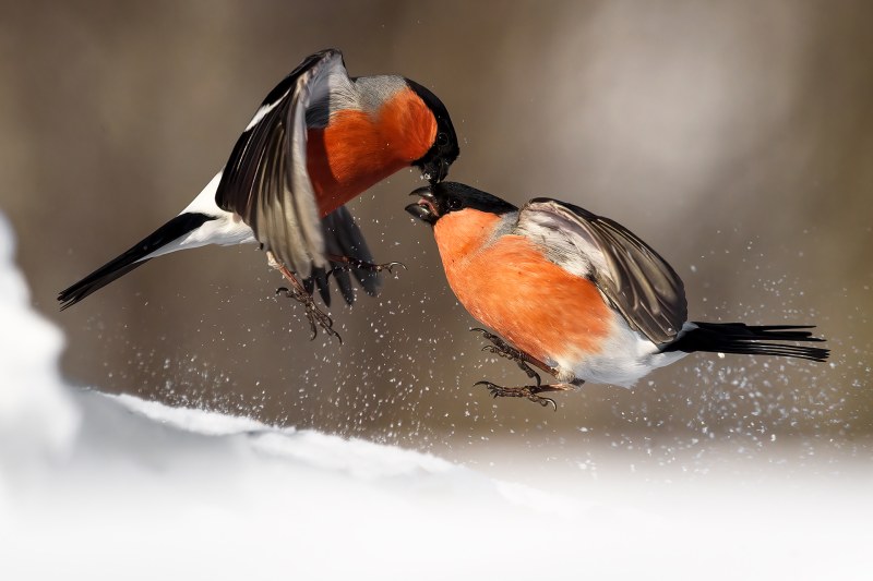 Julia Snegir. Galay. Porn