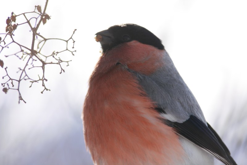 Bullfill female and male