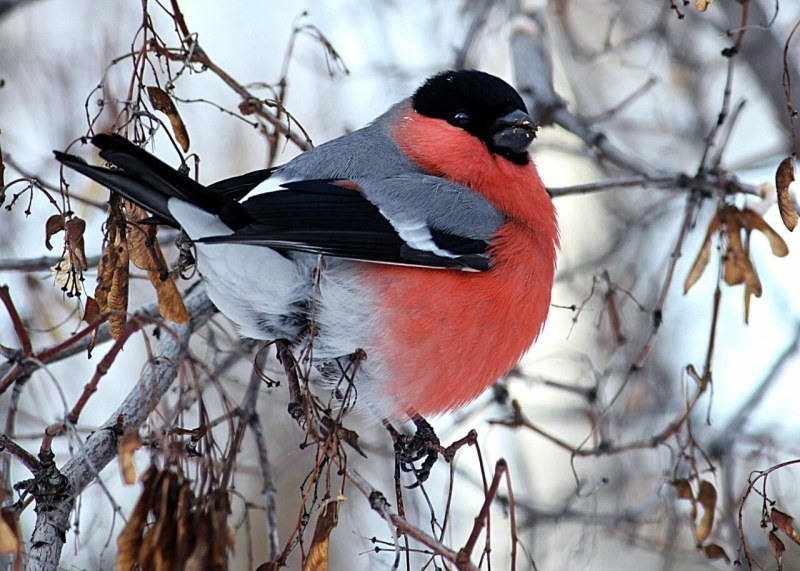 University of Bullflya Moscow reviews