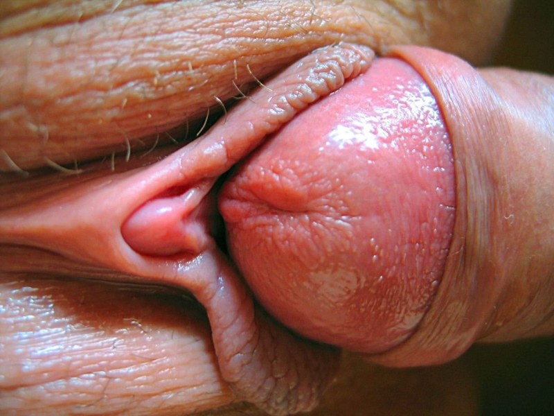 Penis -penis close -up