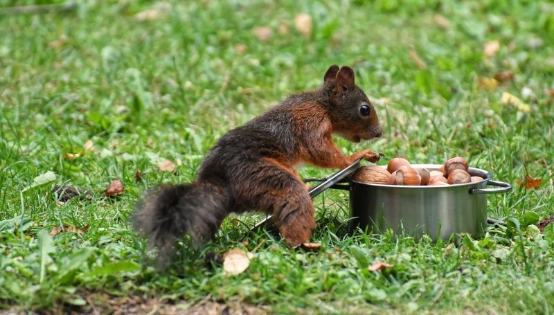 Large nuts of girls anal