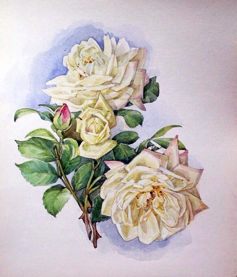 Product compatibility