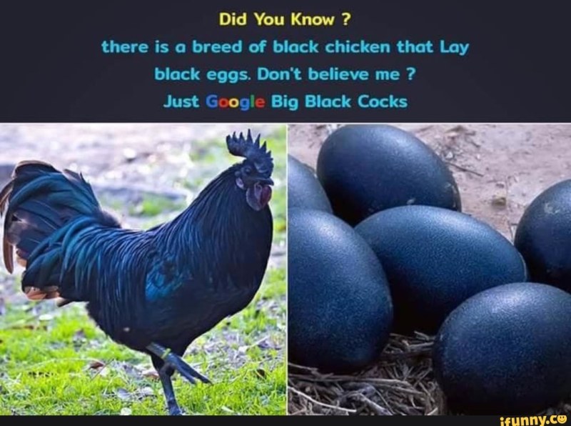 Big black rooster joke