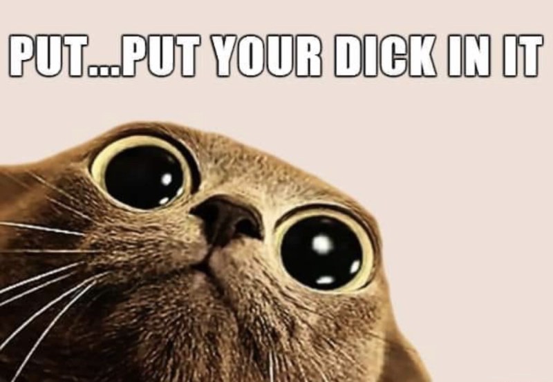 The resume of the programmer