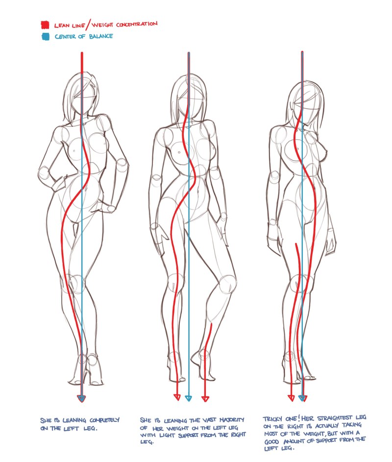 The shape of the female legs