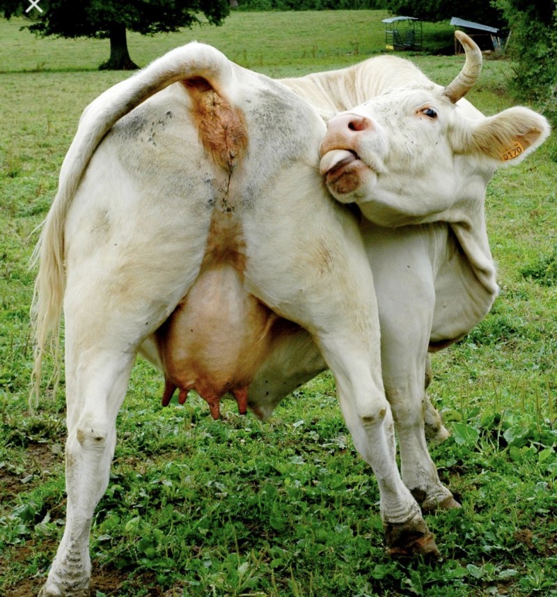 Aj Applegate in pink leggings