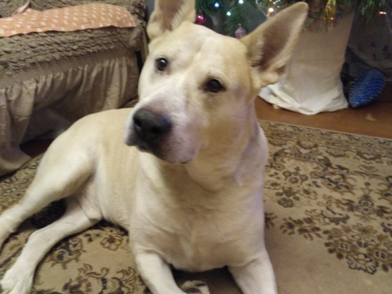 Tatyana Protasova Kemgu