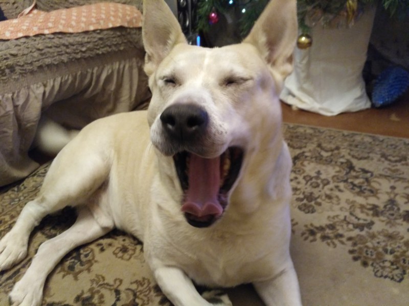 Alena Babajanashvili