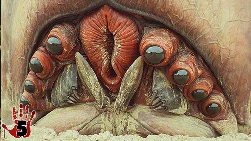 Star landing beetle brain