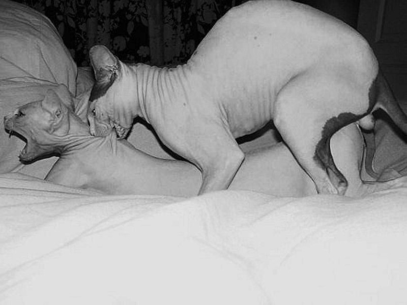 Cats make love