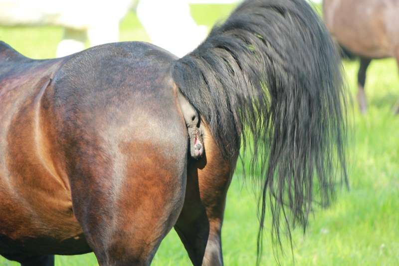 The vagina of the horses of the mare