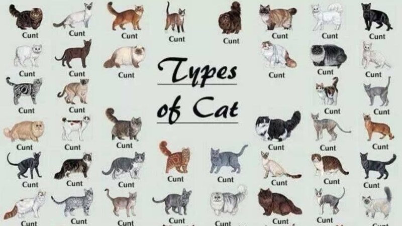 List of cat breeds