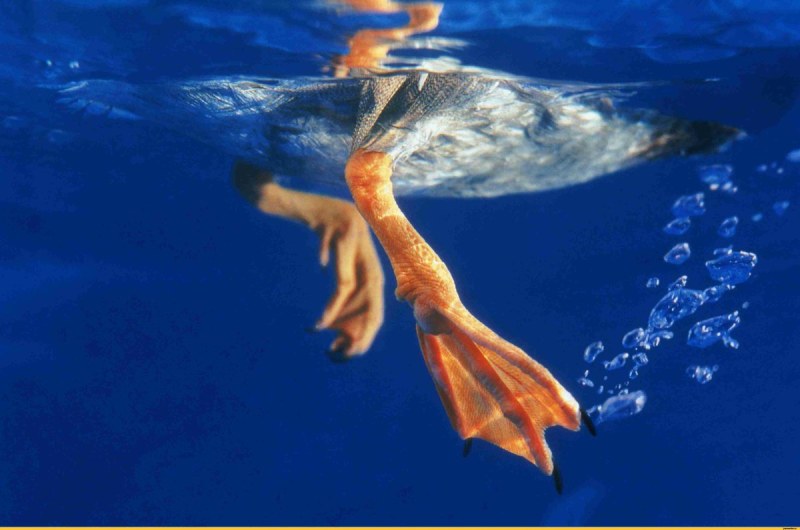 Lily C Raisa Anastasia Panteleeva