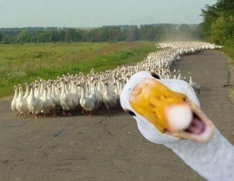 Geese RTX