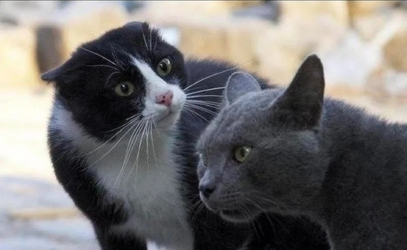 Troxevazin Neo Gel 40g