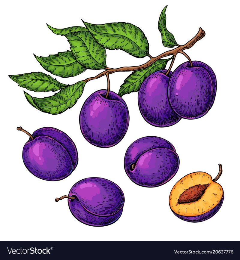 Trans Ekaterina Petrova