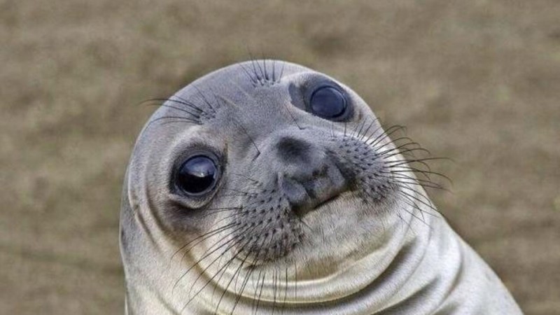 Beautiful girls flow