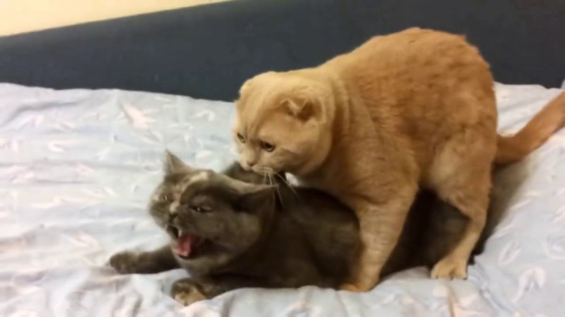 Hentai comics turtles ninja Akabur 3