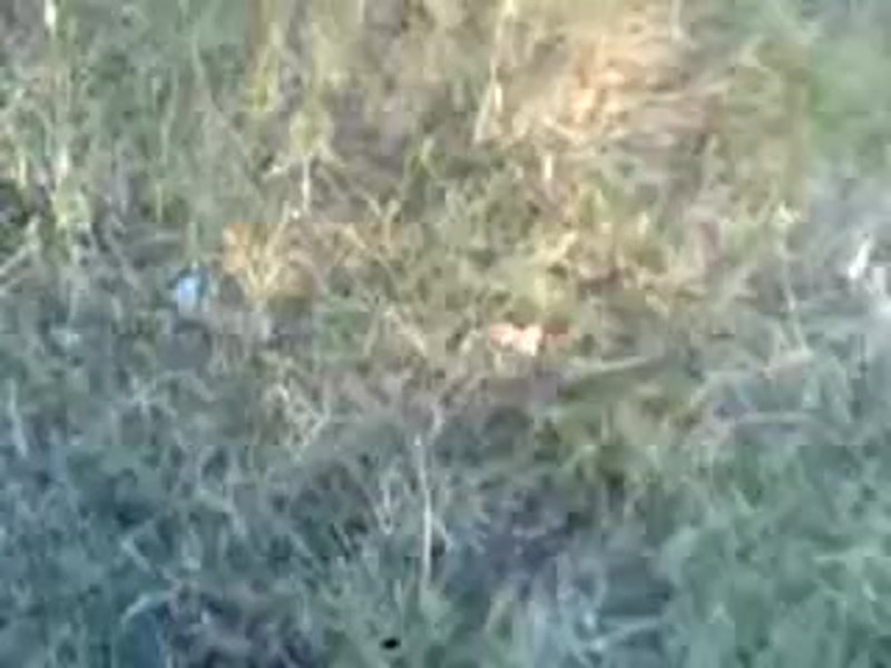 Lermontov about Ingush