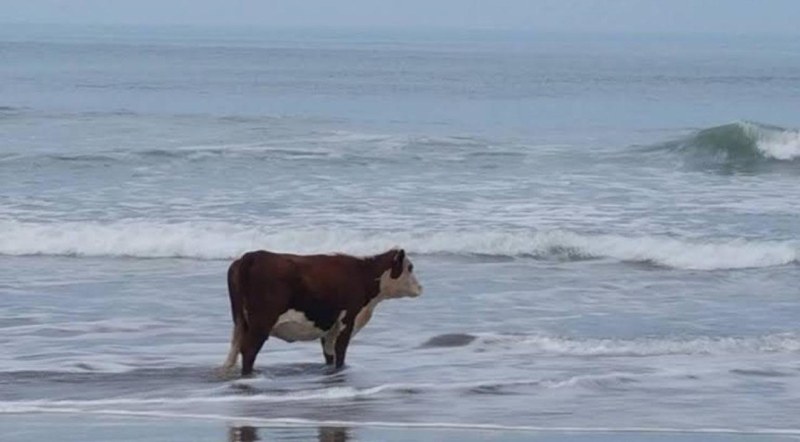 Cow on the seashore